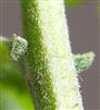  Stipules entire